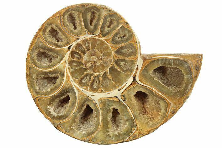 Jurassic Cut & Polished Ammonite Fossil (Half) - Madagascar #223258